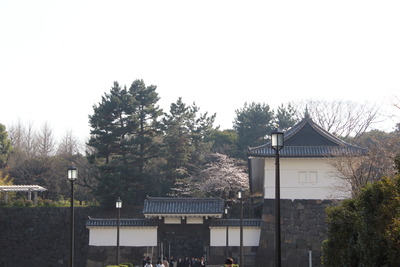 皇居清水門の桜