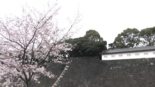 皇居乾通りの桜
