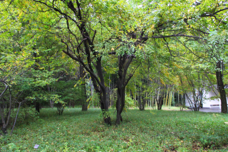 江戸城の雑木林
