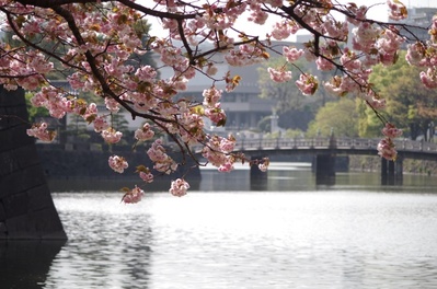 皇居竹橋のベニシダレ桜